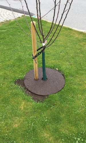 Rubber Tree Ring Installed Around Newly Planted Tree (1).jpg?ts=1760016146