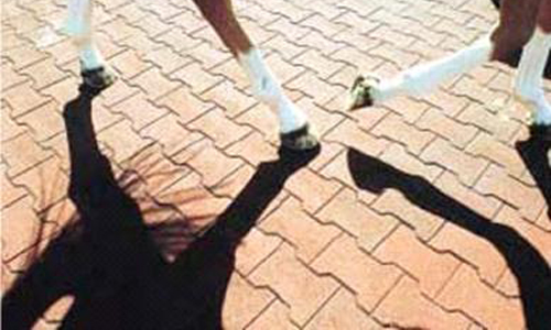 Ergopave Dogbone Rubber Pavers H Link Equine Rubber Tiles Paddock (1).jpg?ts=1760016119