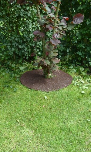Rubber Tree Ring Installed Around Tree Img0892.jpg?ts=1760016147